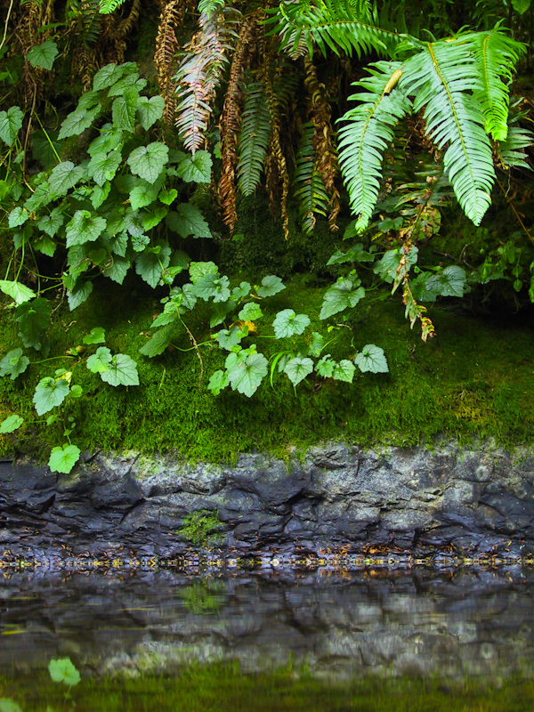 Plant Life On Streambank